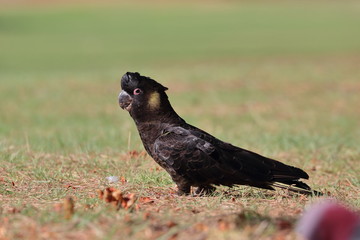 yellow tailed black cockatoo