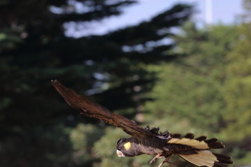 yellow tailed black cockatoo