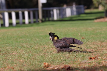 yellow tailed black cockatoo
