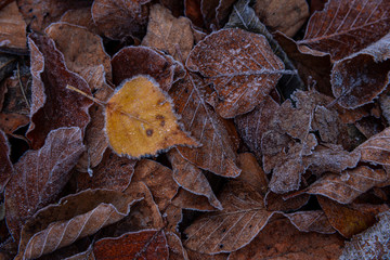 Frozen Leaves