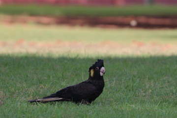 yellow tailed black cockatoo