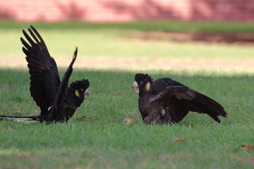 yellow tailed black cockatoo
