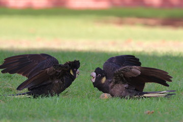yellow tailed black cockatoo
