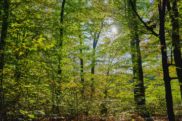 Fototapeta na wymiar Herbstliches Wald Panorama mit heller Sonne in den Farben gelb, grün und braun