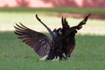 yellow tailed black cockatoo