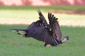 yellow tailed black cockatoo
