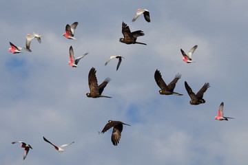 cockatoos © Thomas