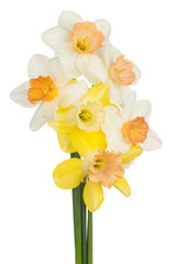 Obraz na płótnie Canvas daffodil flower isolated