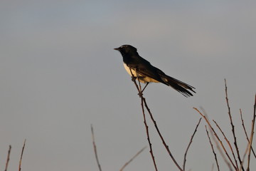willie wagtail