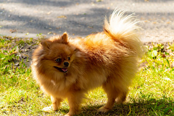 Cute brown spitz dog. Portrait. Side view