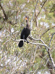 Beautiful locations on Naples - Fl