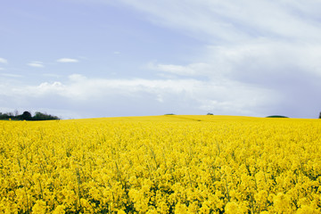 Obraz premium Panorama of flowering rapeseed