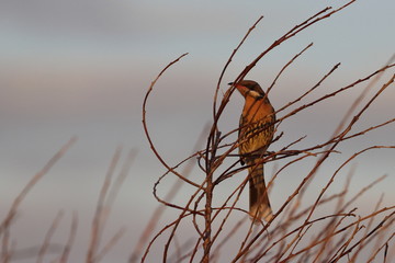 honeyeater
