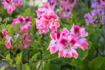 pink flowers in garden