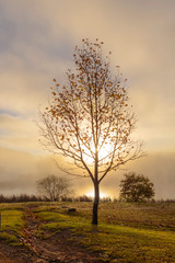 Obraz na płótnie Canvas Sunrise through low clouds at autumn colored tree