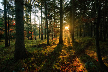 Morning sun beams in the autumn forest