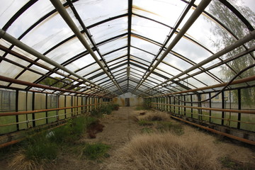 abandoned greenhouse with plants