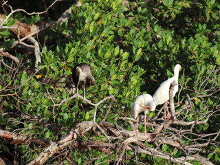 Beautiful locations on Naples - Fl