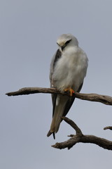 black shouldered kite