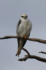black shouldered kite