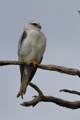 black shouldered kite