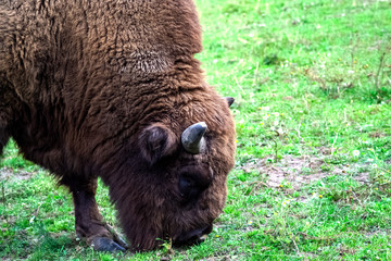 Bison walks in the park eating green grass. © Сергей Семенов