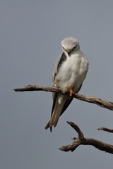 black shouldered kite