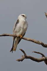 black shouldered kite