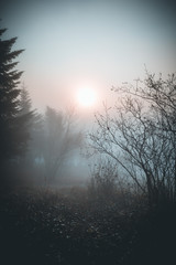 Fototapeta na wymiar foggy forest on cold morning during the sunrise