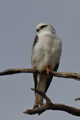 black shouldered kite