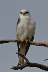 black shouldered kite