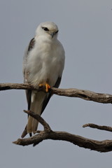 black shouldered kite