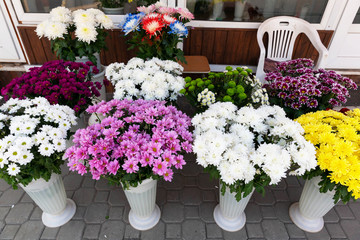 Fototapeta na wymiar Asters, daisies and chrysanthemums of different colors stand in white plastic vases on the street in front of the shopping pavilion. Sale, trade in flowers.