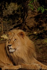 portrait of a lion