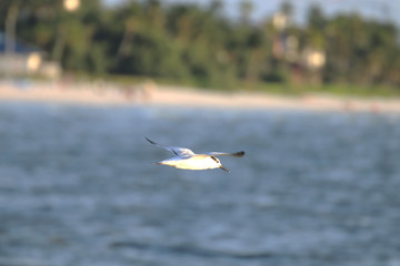 Beautiful locations on Naples - Fl