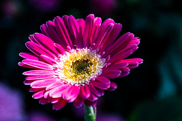 Obraz premium Magenta Daisy