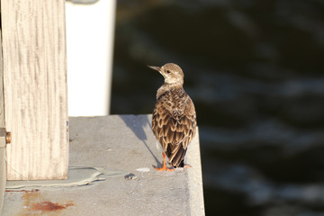 Beautiful locations on Naples - Fl