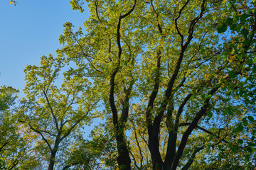 Herbstliche Eiche im Laubwald mit heller Sonne und blauem Himmel
