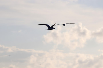 Obraz premium Beautiful locations on Naples - Fl