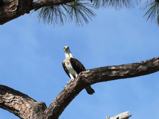 Amazing Beautiful Birds in Naples Florida