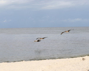 Amazing Beautiful Birds in Naples Florida