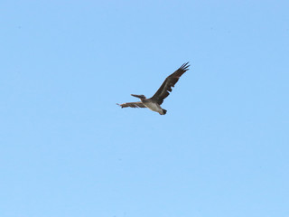 Fototapeta na wymiar Amazing Beautiful Birds in Naples Florida