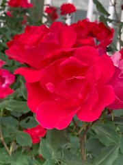 red rose in garden