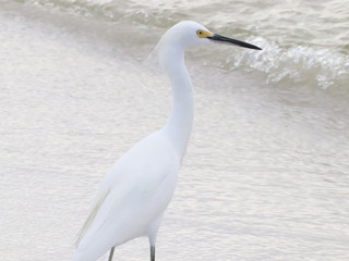 Amazing Beautiful Birds in Naples Florida