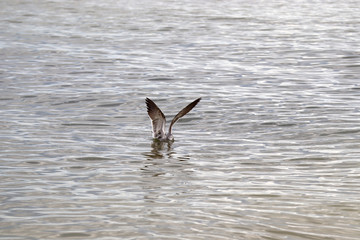 Amazing Beautiful Birds in Naples Florida