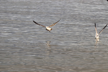 Amazing Beautiful Birds in Naples Florida