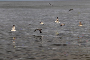 Amazing Beautiful Birds in Naples Florida