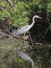 Amazing Beautiful Birds in Naples Florida