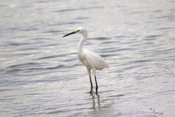 Amazing Beautiful Birds in Naples Florida