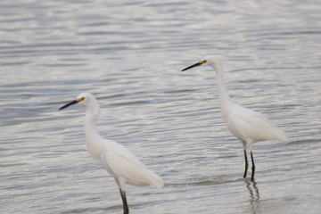 Amazing Beautiful Birds in Naples Florida
